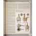 Родная старина. Книга 2. Отечественная история с XIV по XVI столетие